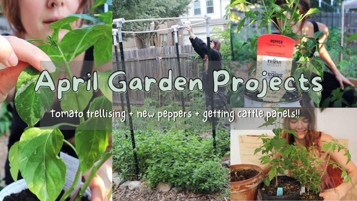 April Happenings | Tomato trellising, new peppers, dwarf fruit tree, seedlings, garden plans, & more