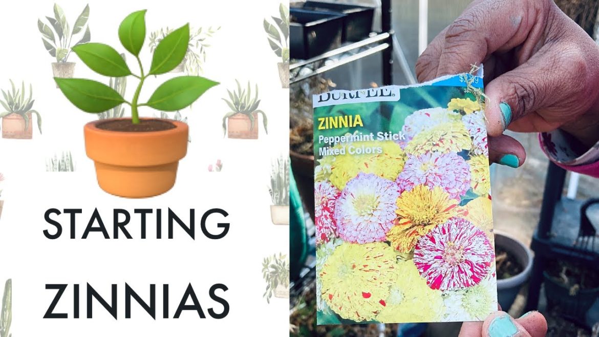 Starting Zinnia Seeds in the MHJ Garden Design GreenHouse Starting Zinnia Seeds in the MHJ Garden Design GreenHouse