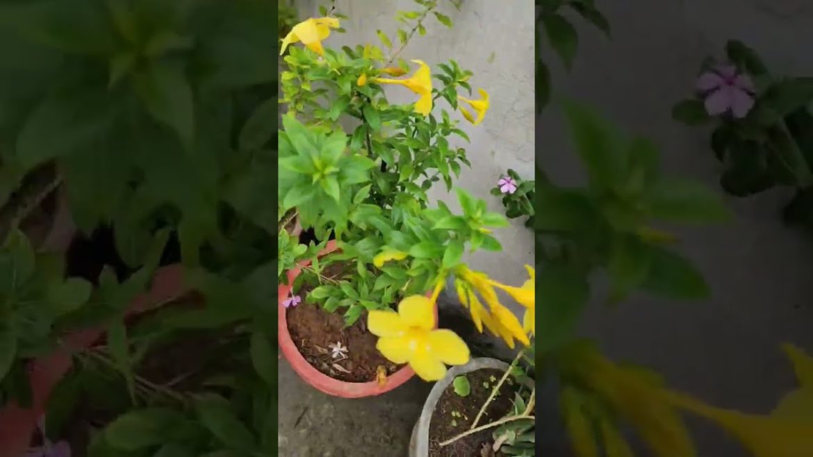 Flowers – Free No Copyright Video of NATURE! 4K | Gardening at home | #plants #shortsvideo #nature Flowers - Free No Copyright Video of NATURE! 4K | Gardening at home | #plants #shortsvideo #nature