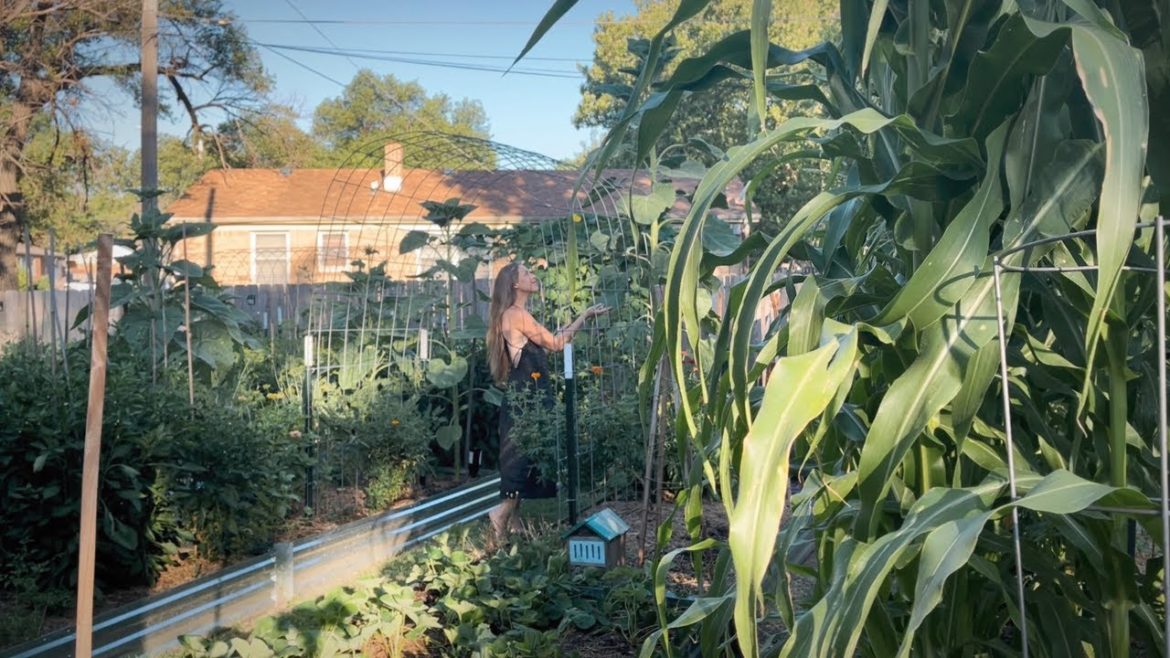 July 2022 Backyard Garden Tour + A Sprinkle Of Chicken Content! ๐ฑ๐ July 2022 Backyard Garden Tour + A Sprinkle Of Chicken Content! ๐ฑ๐