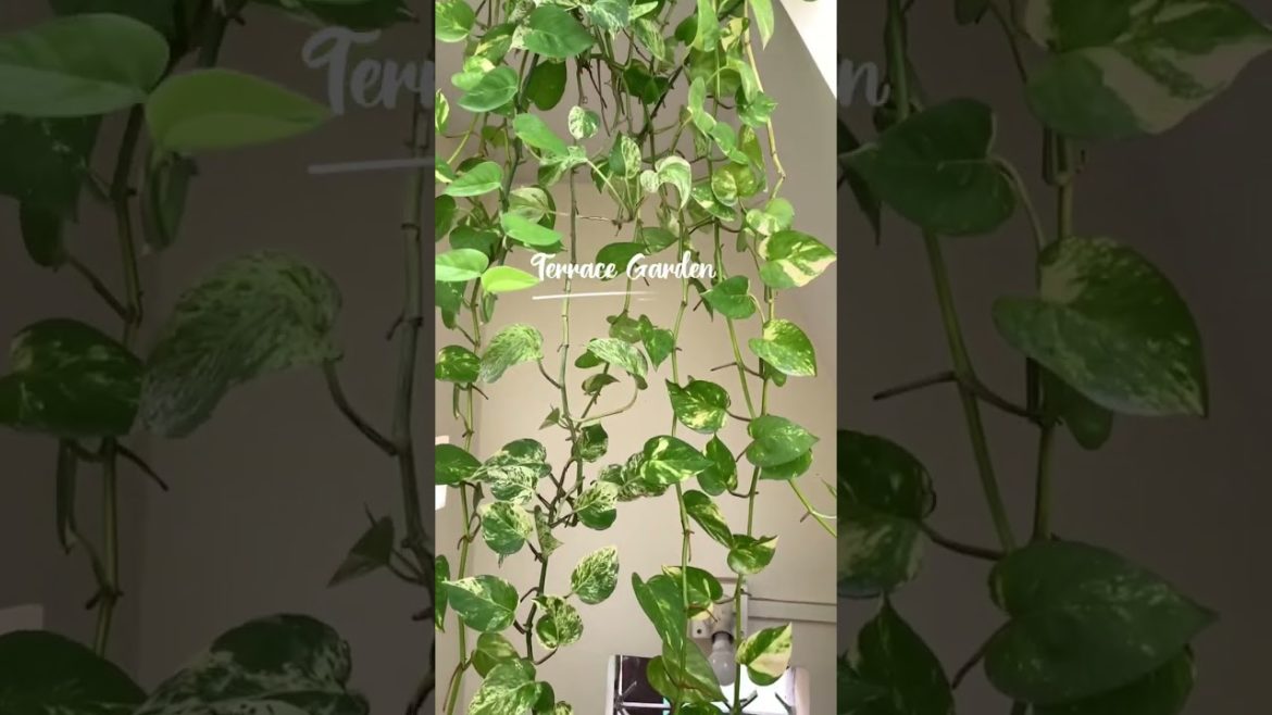 Creatives idea to propagate fresh money plants 🌱 at Home 🏡 #money #plant #shortfeed