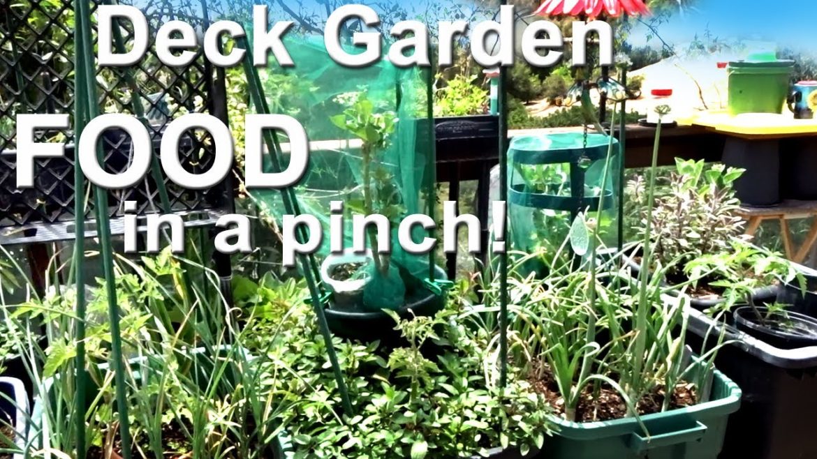 Container Gardening a Small Space Deck Vegetable Garden Growing Onions Garlic Herbs Celery Moringa 🍅