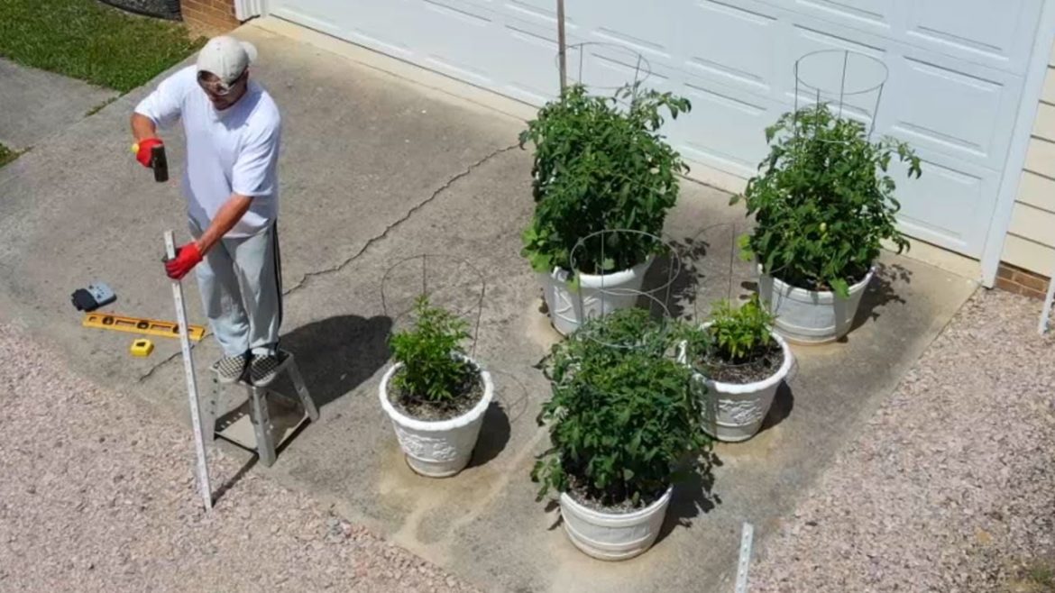 Harvesting Vegetables from the CONTAINER GARDEN Plus BUG CONTROL Deer Fence Peas Kale Lettuce Beets Harvesting Vegetables from the CONTAINER GARDEN Plus BUG CONTROL Deer Fence Peas Kale Lettuce Beets