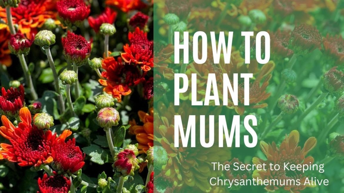 HOW TO PLANT MUMS // The Secret to Keeping a Chrysanthemum Alive // FALL MUMS //  Brick ’n Blooms