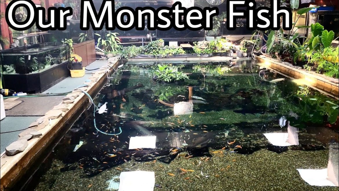 forgotten fish, new plans and Monster fish at ohio fish rescue