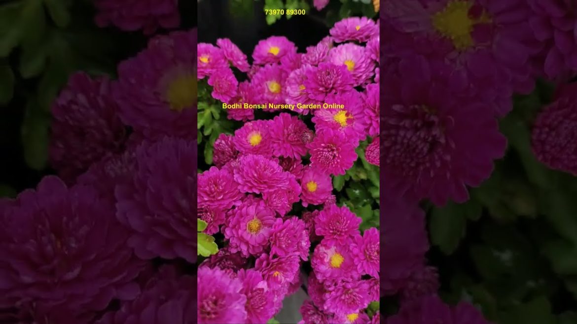 Landscape Flower Garden Design in Tamil Tamil Nadu Trichy #shorts