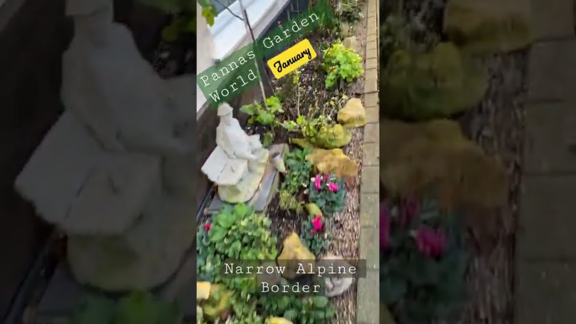 Small Alpine border||Shade border plants||garden design Small Alpine border||Shade border plants||garden design