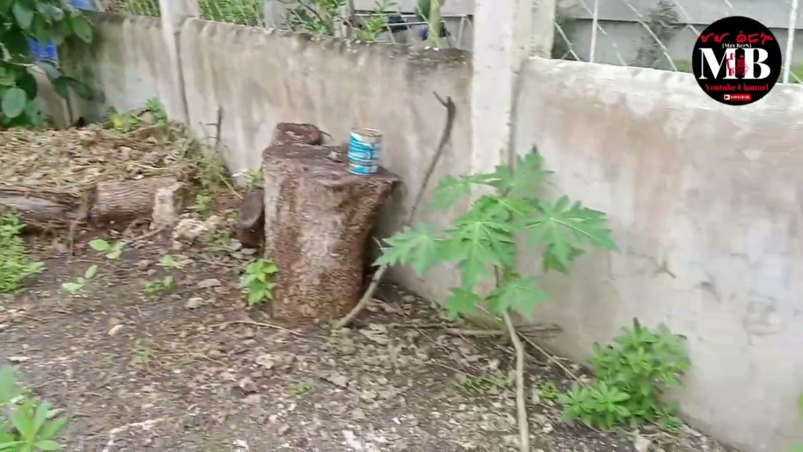 Eggplant and Others for my Backyard Garden