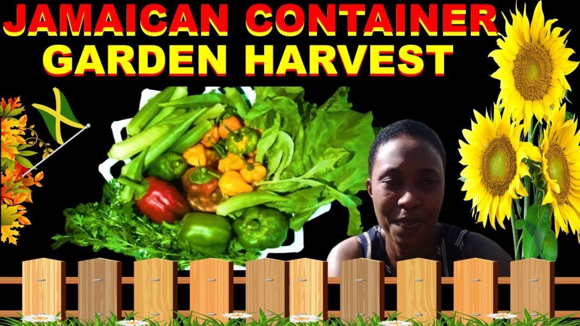Jamaican Container Garden Harvest ( Jamaican Backyard Garden) Jamaican Container Garden Harvest ( Jamaican Backyard Garden)