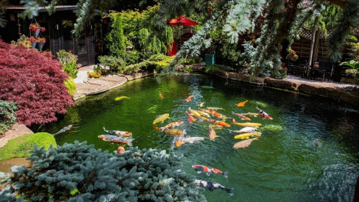 4 Ultimate Outdoor Backyard Koi Pond | Beautiful View of Garden Koi Pond