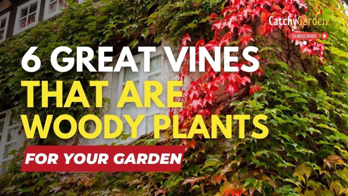 6 Great Vines That Are Woody Plants 🍃🌷🌿 // Gardening Tips