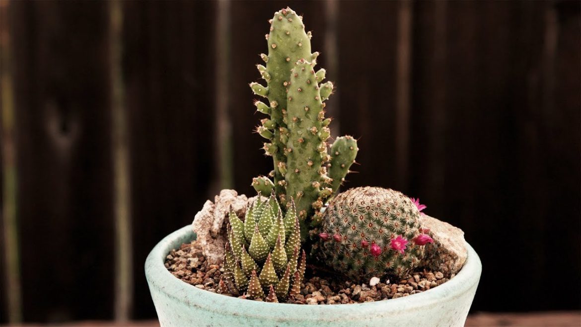 Low Maintenance Container Garden