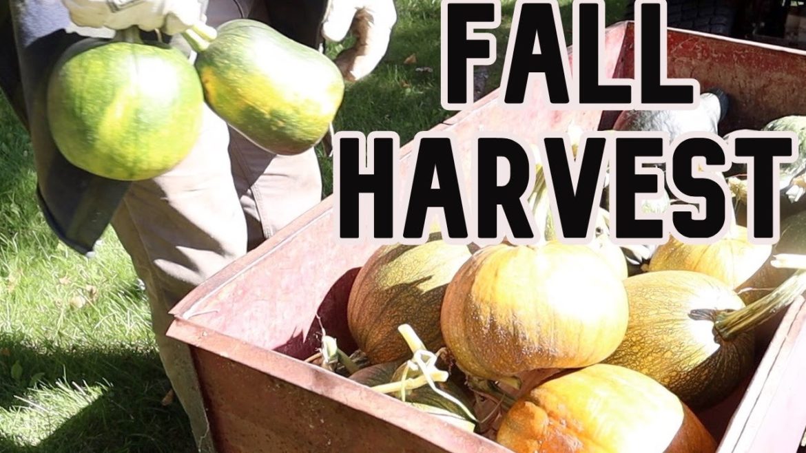 Fall Harvest Organic Garden Fruits #8 Zone 3 Vlog | Garden Tips and Tricks | Organic Gardening Ideas Fall Harvest Organic Garden Fruits #8 Zone 3 Vlog | Garden Tips and Tricks | Organic Gardening Ideas