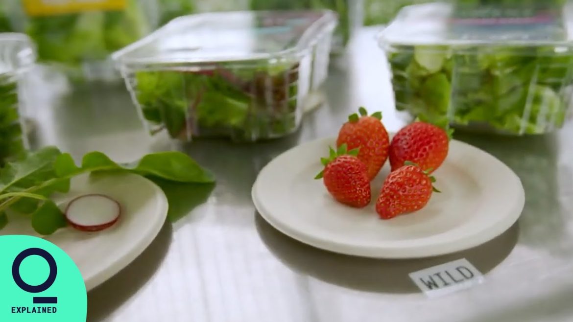 Vertical Farm Expands From Greens to Building Better Berries Vertical Farm Expands From Greens to Building Better Berries