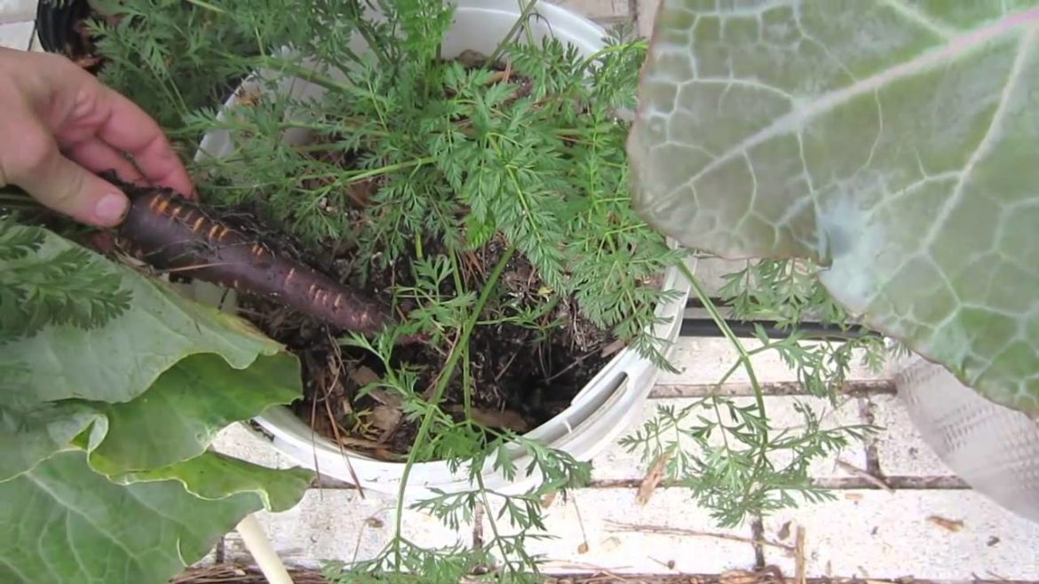 Final Harvest: Off-Grid Self-Watering Container Gardening System