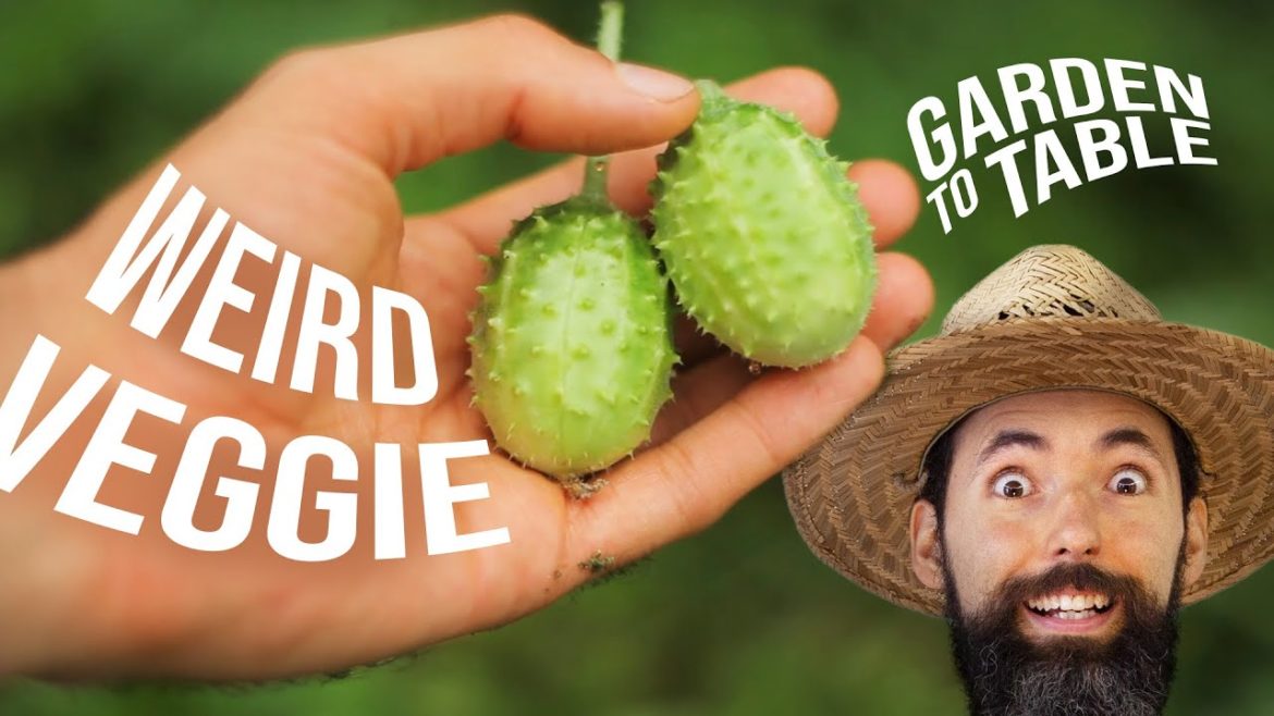 Siloé Oliveira: Growing and Cooking the West Indian Gherkin Growing and Cooking the West Indian Gherkin