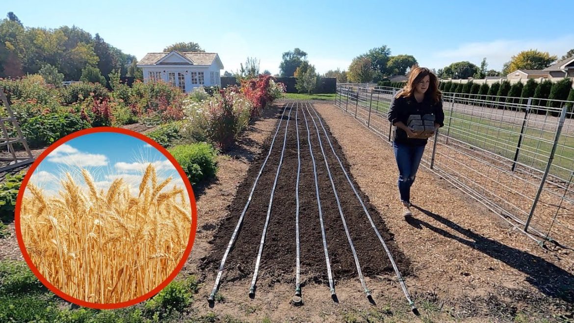 Garden Answer: First Time Planting Winter Wheat! 🌾😃🙌 // Garden Answer First Time Planting Winter Wheat! 🌾😃🙌 // Garden Answer