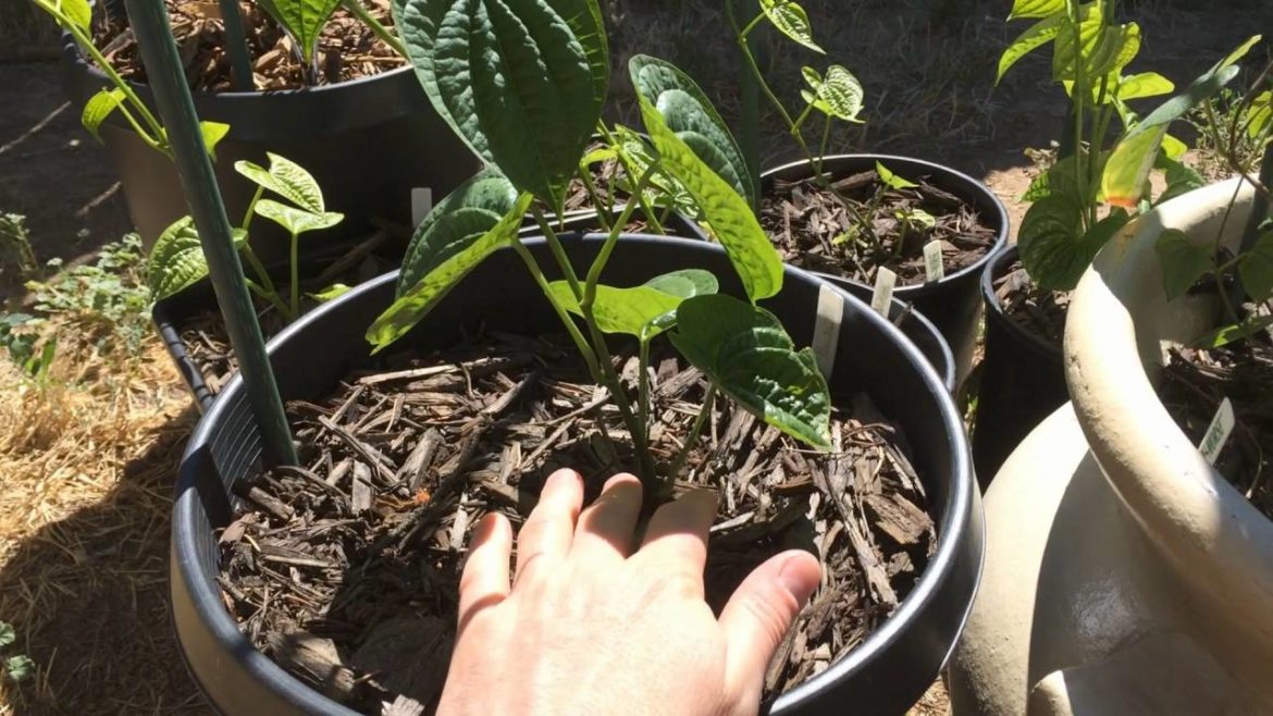 Edible Air Potato (Dioscorea Bulbifera) Sprouting – Ninja Gardening – Episode 16 Edible Air Potato (Dioscorea Bulbifera) Sprouting - Ninja Gardening - Episode 16