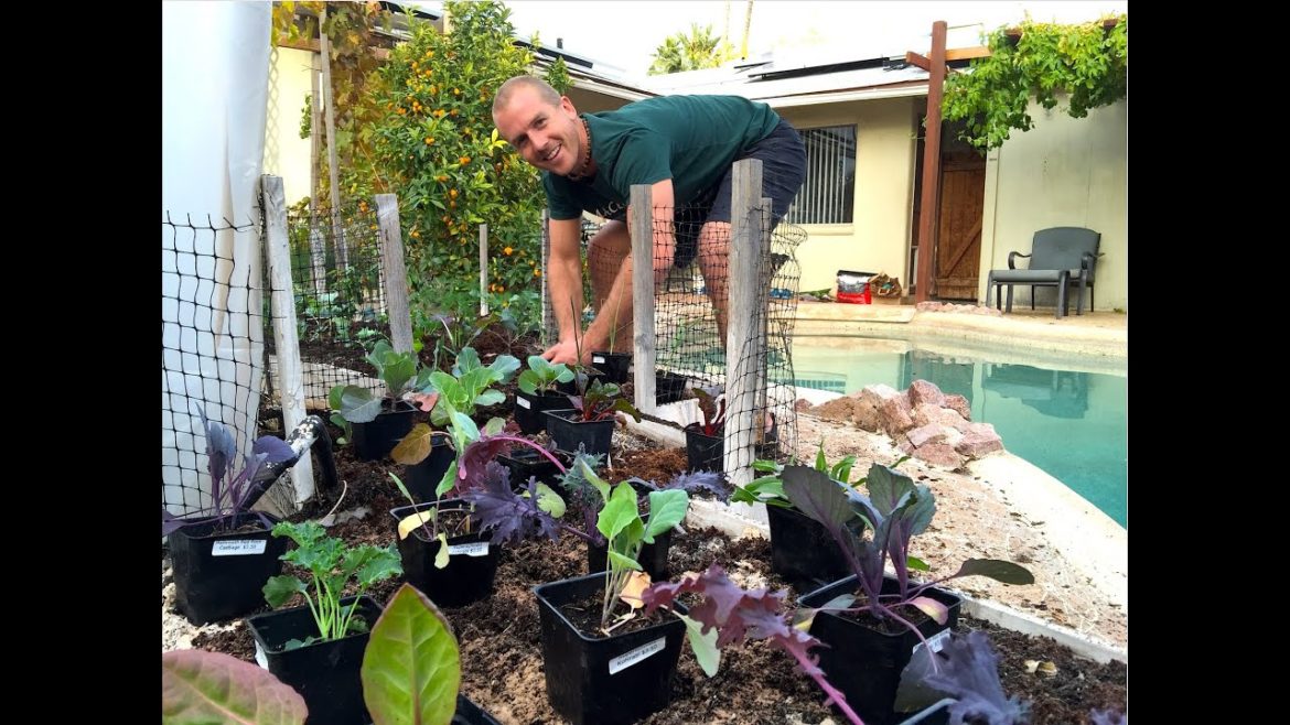 Planting a Successful Backyard Garden – Amazing! Planting a Successful Backyard Garden - Amazing!