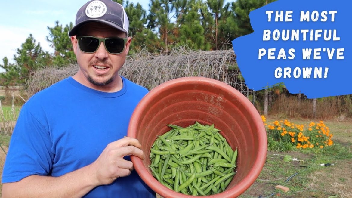 Growing Fresh Peas in the Fall Backyard Garden! Growing Fresh Peas in the Fall Backyard Garden!