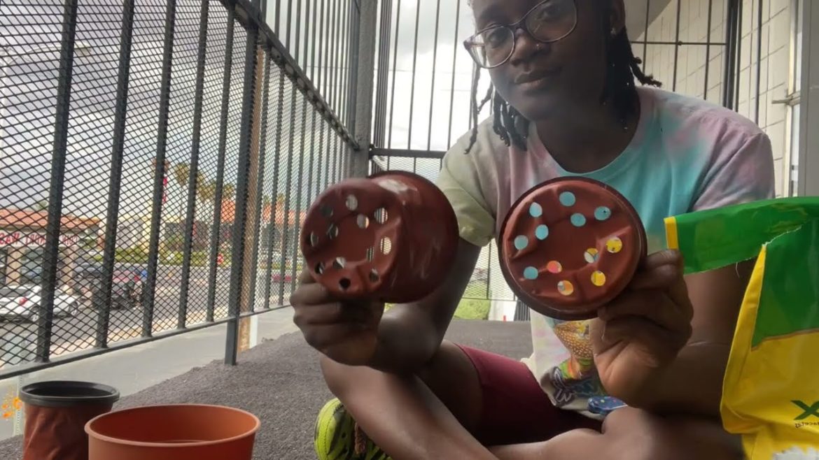 Gardening veggies and herbs in my apartment | Las Vegas | Supplies under $2 each Gardening veggies and herbs in my apartment | Las Vegas | Supplies under $2 each