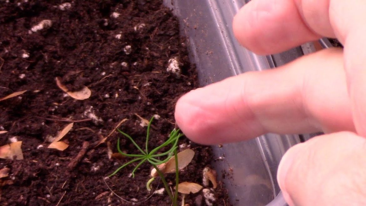 Changed Garden Plans & up date from the Grow Room