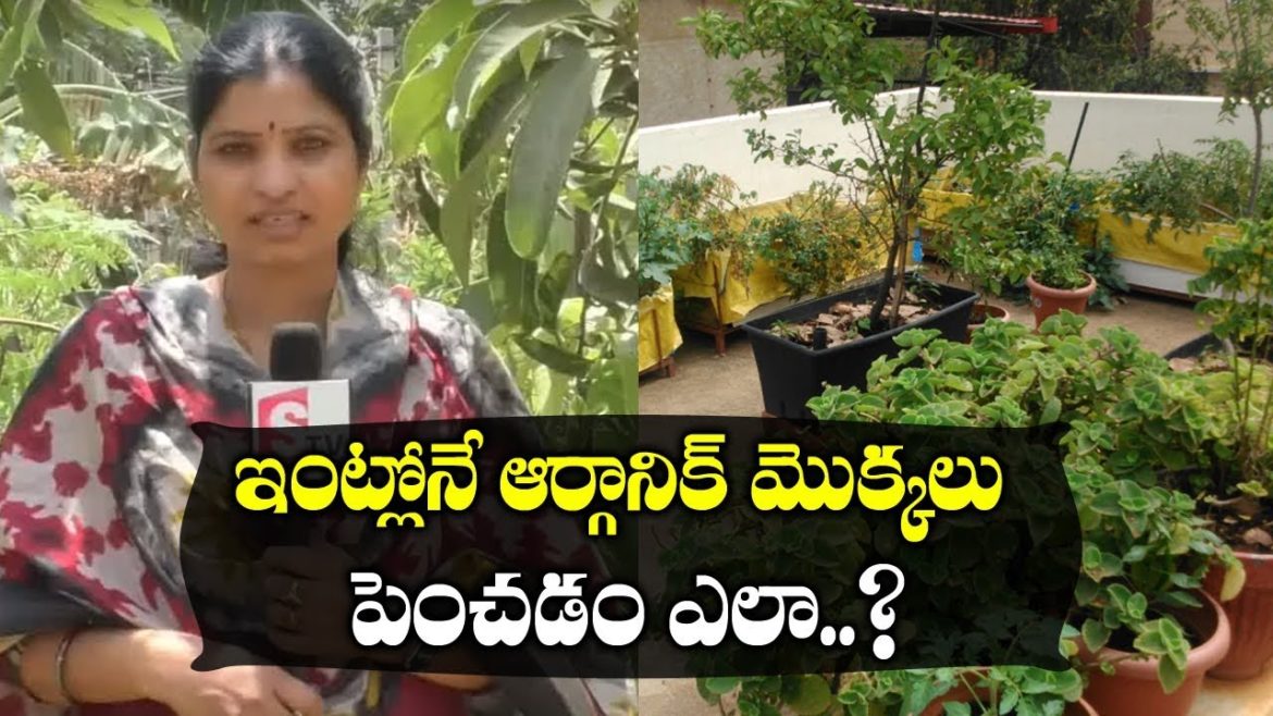 How To Make Organic Plant Garden At Home || Terrace Garden Tips For Beginners || SumanTV Tree How To Make Organic Plant Garden At Home || Terrace Garden Tips For Beginners || SumanTV Tree