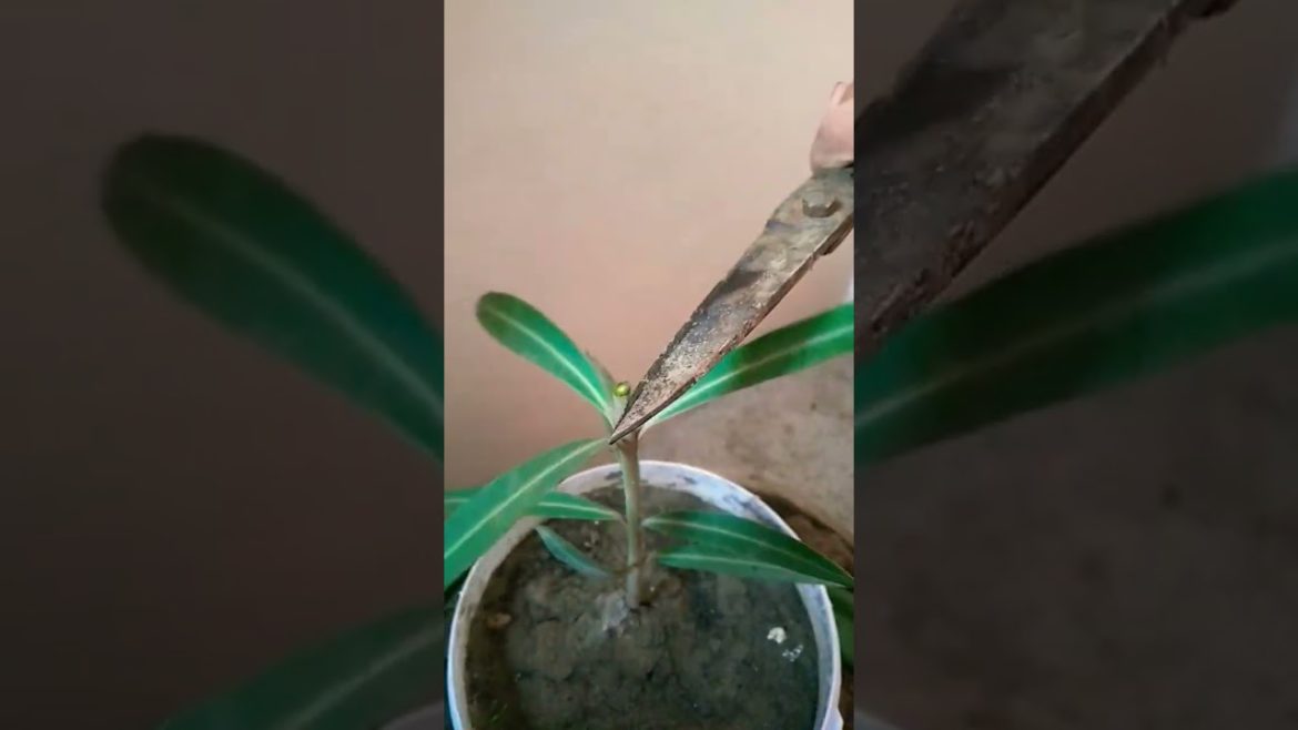 Hard Pruning of kaner  #shorts #trending #nishthamahant #viral #kaner #oleander