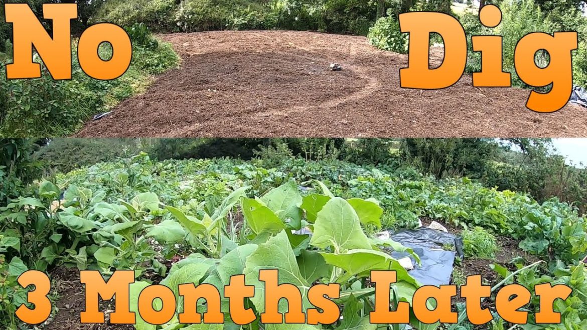 3 Month Tour No Dig Vegetable & Fruit Garden