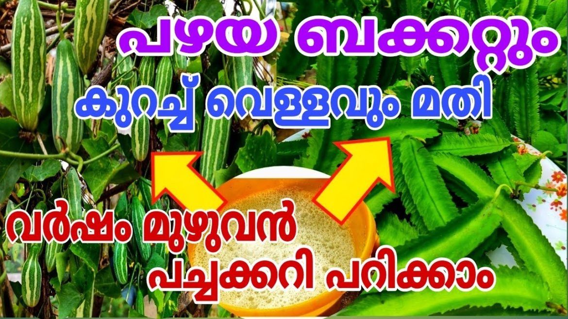 ഒരു രൂപ ചിലവില്ലാതെ വെള്ളത്തിൽ വളർത്താം പച്ചക്കറികൾ Vegetable Gardening tips