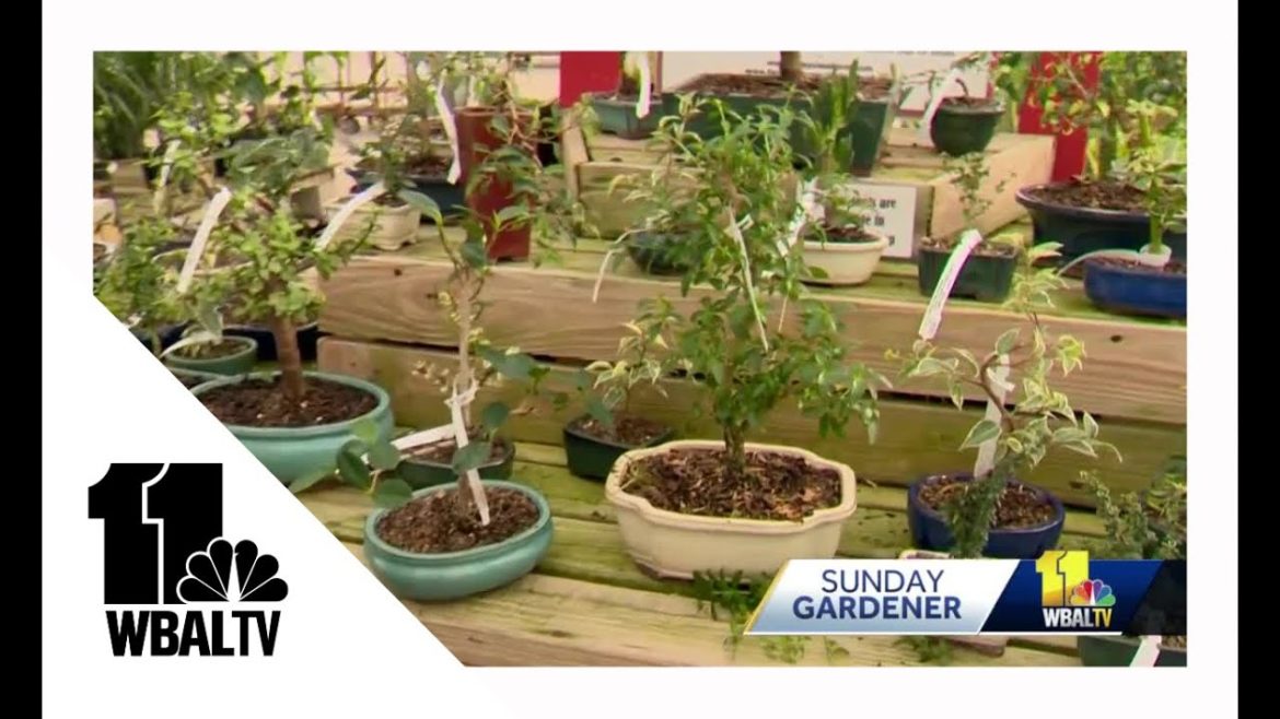 Sunday Gardener: Tips on starting a bonsai trees