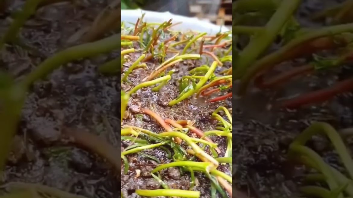 very beautiful gardening hack you can also try this 🌺💐 #shorts #ytshorts #viralshorts