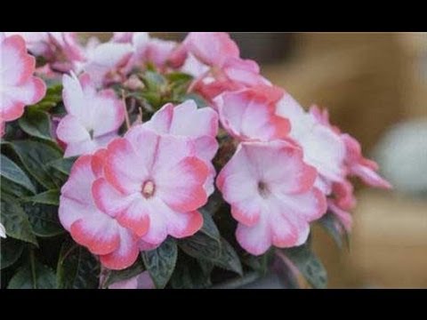 Gardening Tips – Impatiens Alternatives Gardening Tips - Impatiens Alternatives