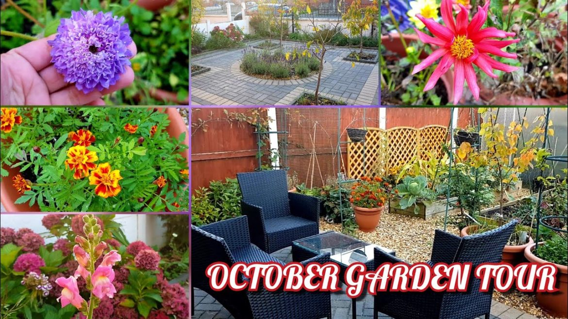 October garden tour ~ Garden is still amazing and lots to harvest in Autumn in small urban garden