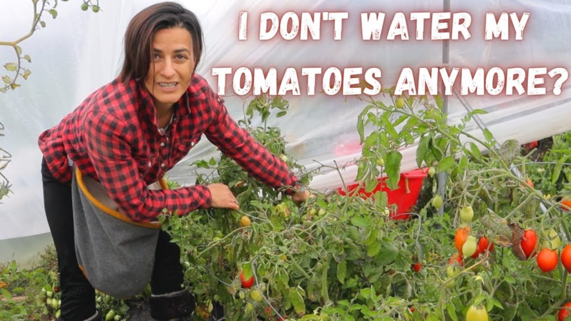 SHEDWARS21: Northern gardener tips Zone 3 canada Climate