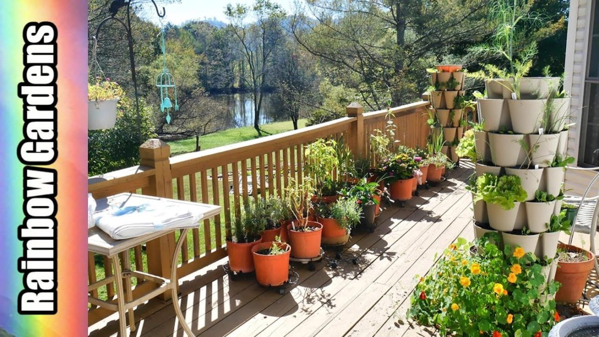It's Fall Y'all! Container Garden in October, Leaf Greenstalk, Nasturtiums, Bye Bye Basil!