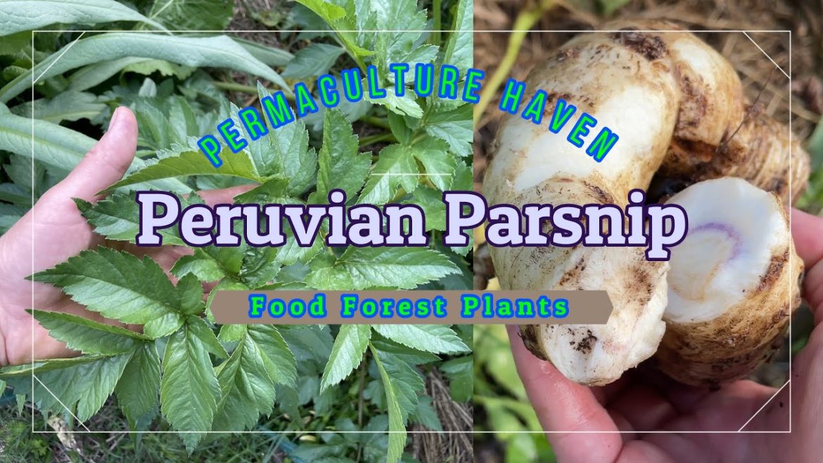 Peruvian Parsnip – Perennial Vegetable – Subtropical Food Forest Plants – Arracacia xanthorrhiza Peruvian Parsnip - Perennial Vegetable - Subtropical Food Forest Plants - Arracacia xanthorrhiza