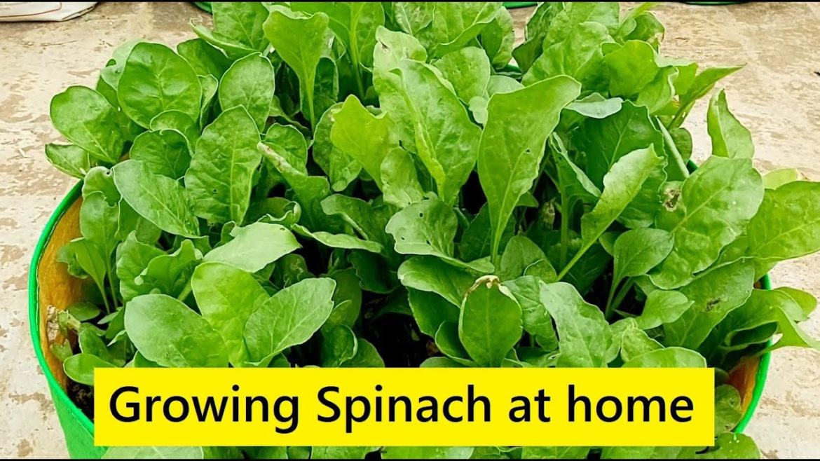 How to grow Spinach at home from seeds / Vegetable gardening at Home / Terrace Gardening Ideas How to grow Spinach at home from seeds / Vegetable gardening at Home / Terrace Gardening Ideas