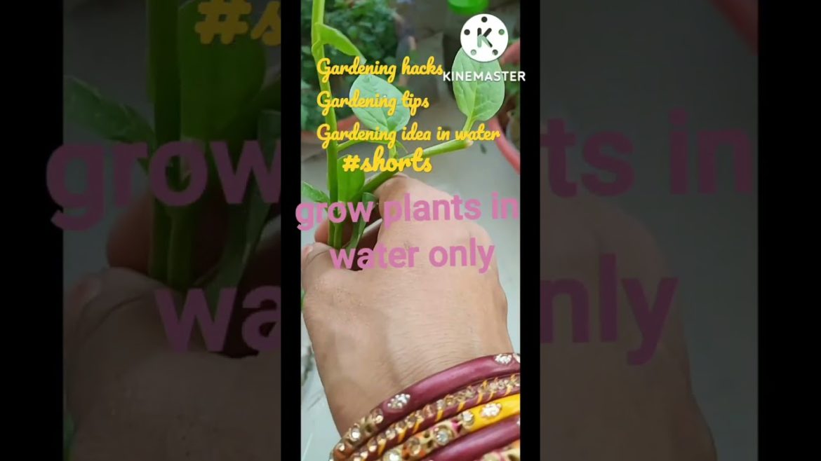 gardening hacks gardening tip gardening idea in water #shortsvideo