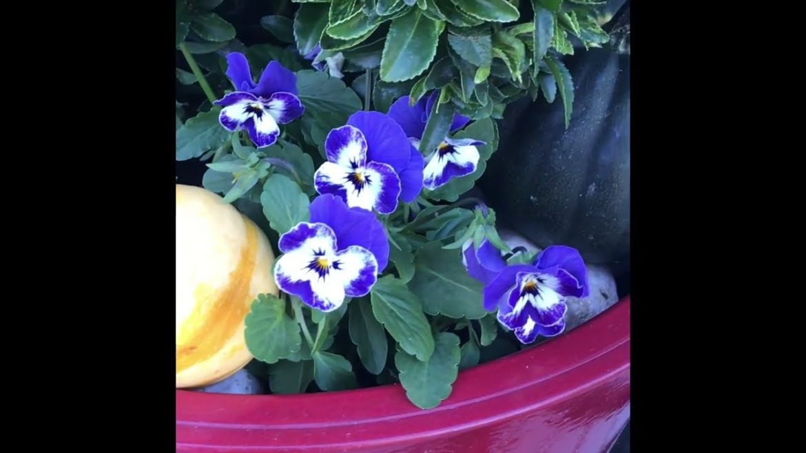 Fall-Winter Containers Planting and Decorating / Container Gardening Fall-Winter Containers Planting and Decorating / Container Gardening