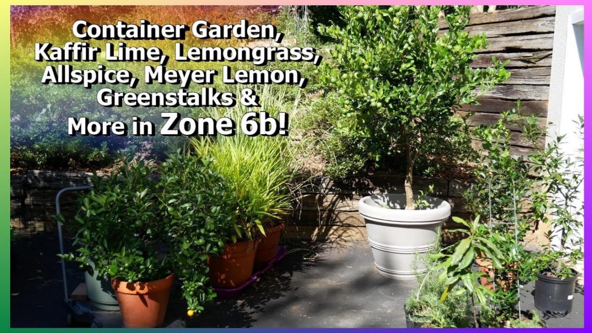 Container Garden, Kaffir Lime Tree, Lemons, Calamondin, Lemongrass, GreenStalks, & More!