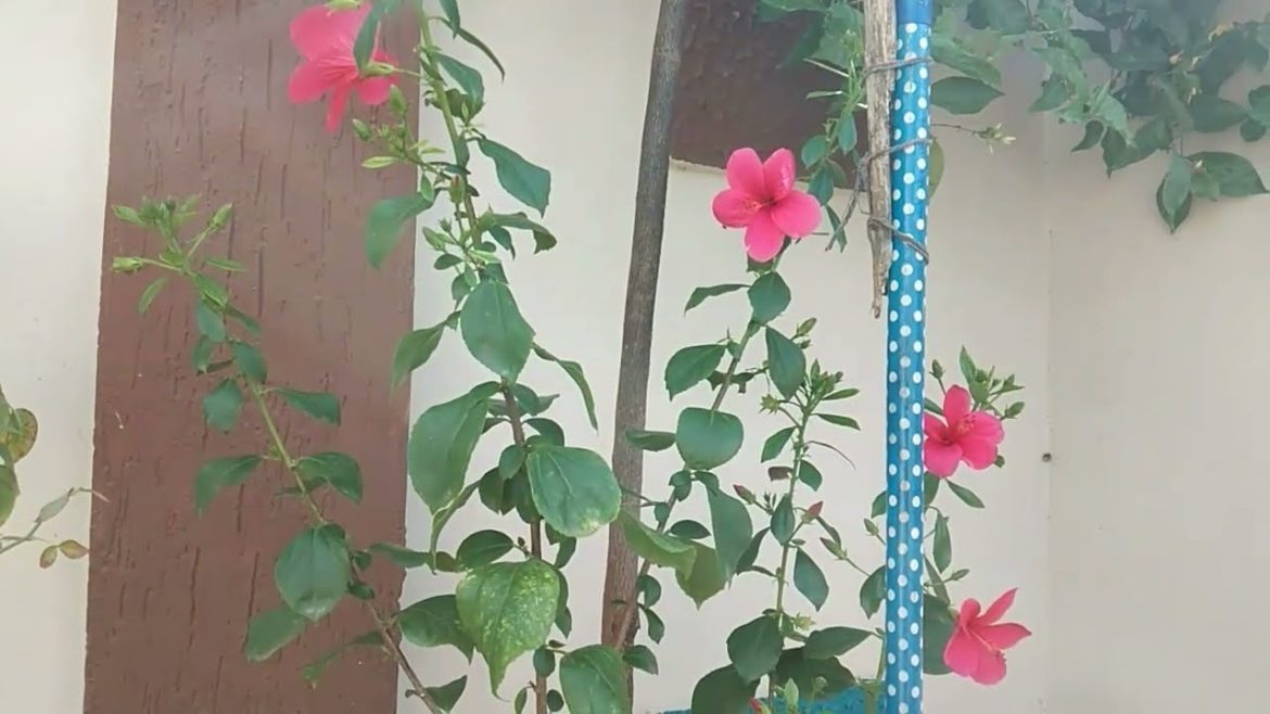 Mandaram flowers / Flowers growimg at home / Gardening tips / A2z Latest Fashion Trends