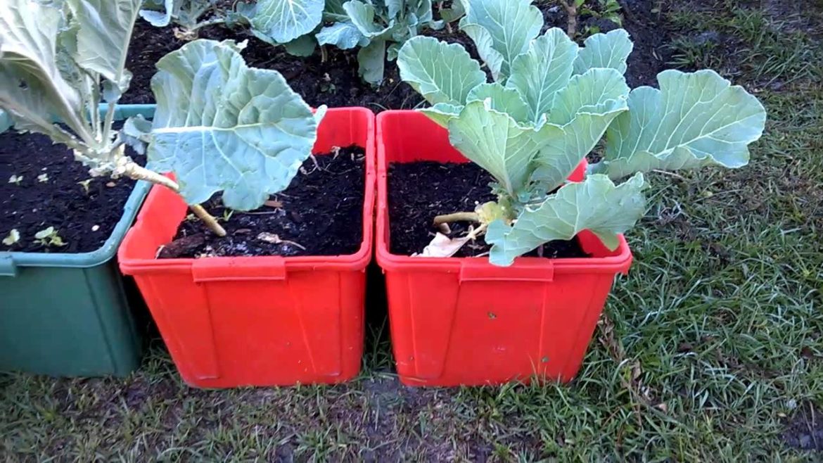 Vegetable Gardening using recycled materials