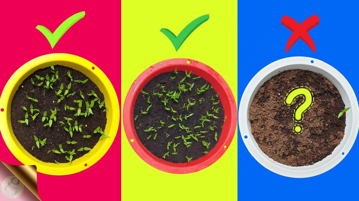 7 FATAL MISTAKES: Why Seeds Not Germinating or Sprouting? 7 FATAL MISTAKES: Why Seeds Not Germinating or Sprouting?