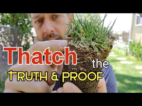 Thatch IS NOT Dead Accumulated Grass Clippings Thatch IS NOT Dead Accumulated Grass Clippings