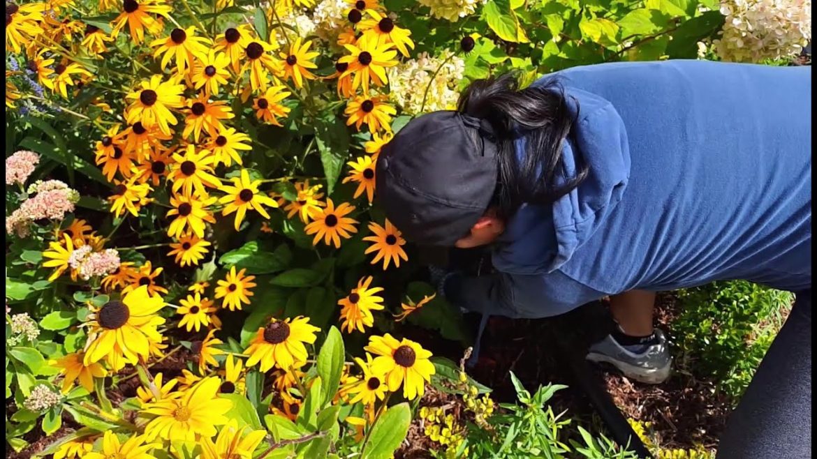 Digging up FREE Perennial Plants | Front yard Perennial Garden Tour In Late September