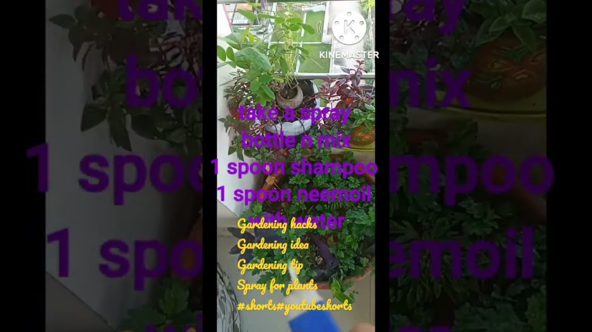 Gardening hacks gardening idea gardening tip spray for plants #shorts #shortvideo Gardening hacks gardening idea gardening tip spray for plants #shorts #shortvideo