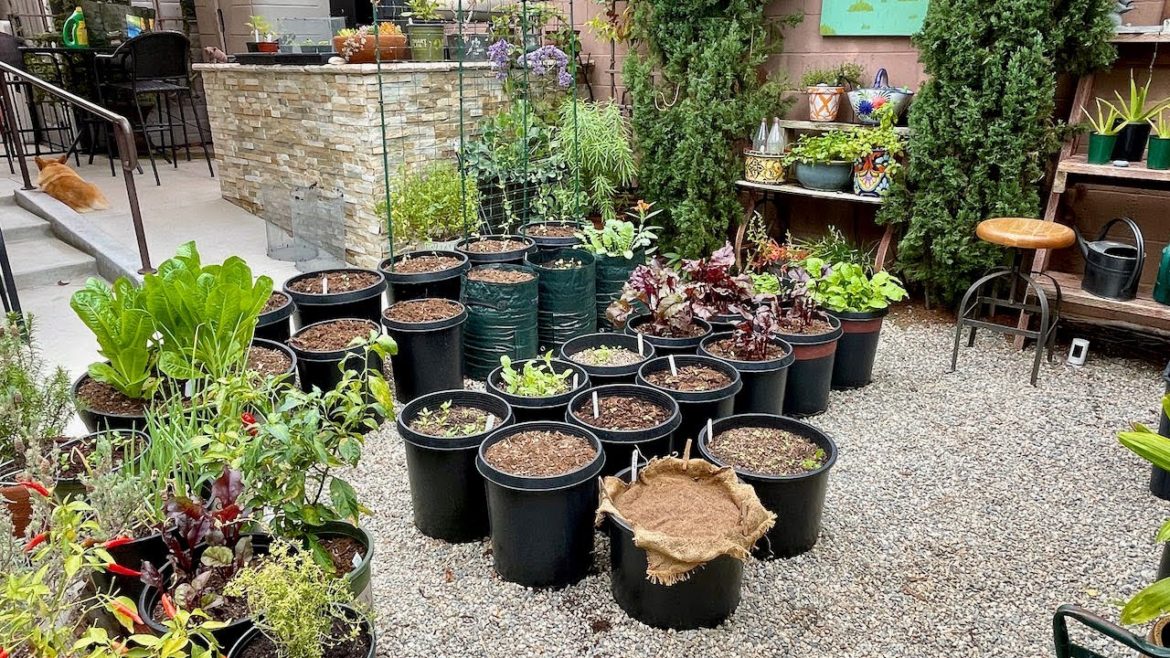 Vegetable Container Garden | Converting a Raised Bed to Containers