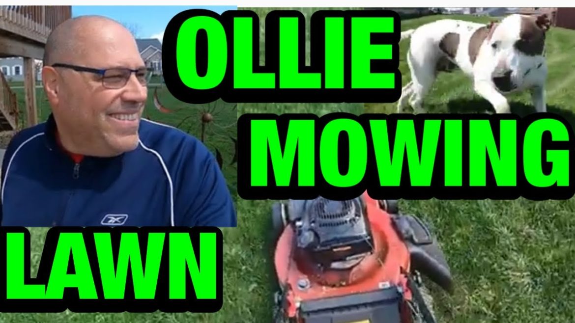 First GRASS CUT of the Season! Early season lawn & garden tips. Do you enjoy mowing the lawn? TIPS First GRASS CUT of the Season! Early season lawn & garden tips. Do you enjoy mowing the lawn? TIPS