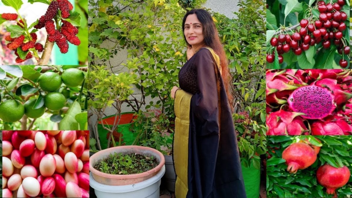 Big fruit plants on terrace in container | Rashmi's World - Create to  Decorate |